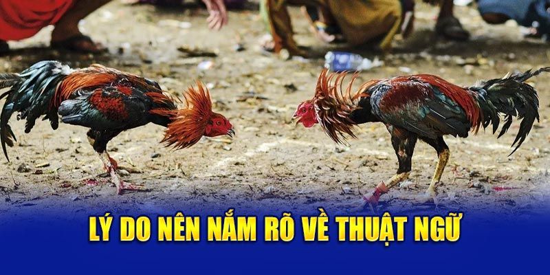 Các thuật ngữ trong đá gà Các thuật ngữ trong đá gà nâng cao giúp tăng cơ hội thắng cược