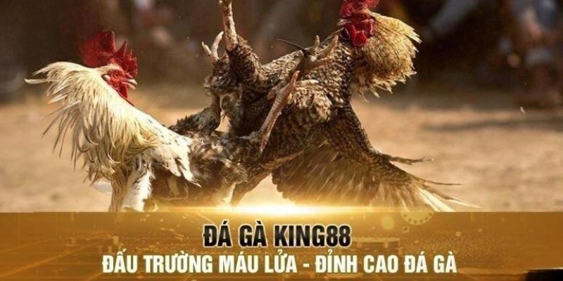 Chiến thuật áp dụng Luật đá gà miền Nam tại King88