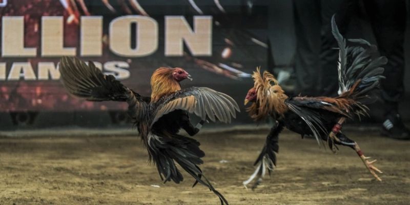 Cách chấp tiền gà chọi Hướng dẫn cách chấp tiền gà chọi tại King88